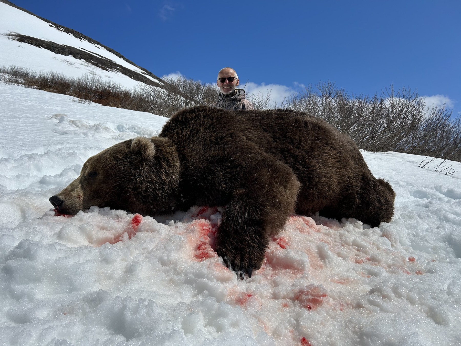 Brown bear in snow